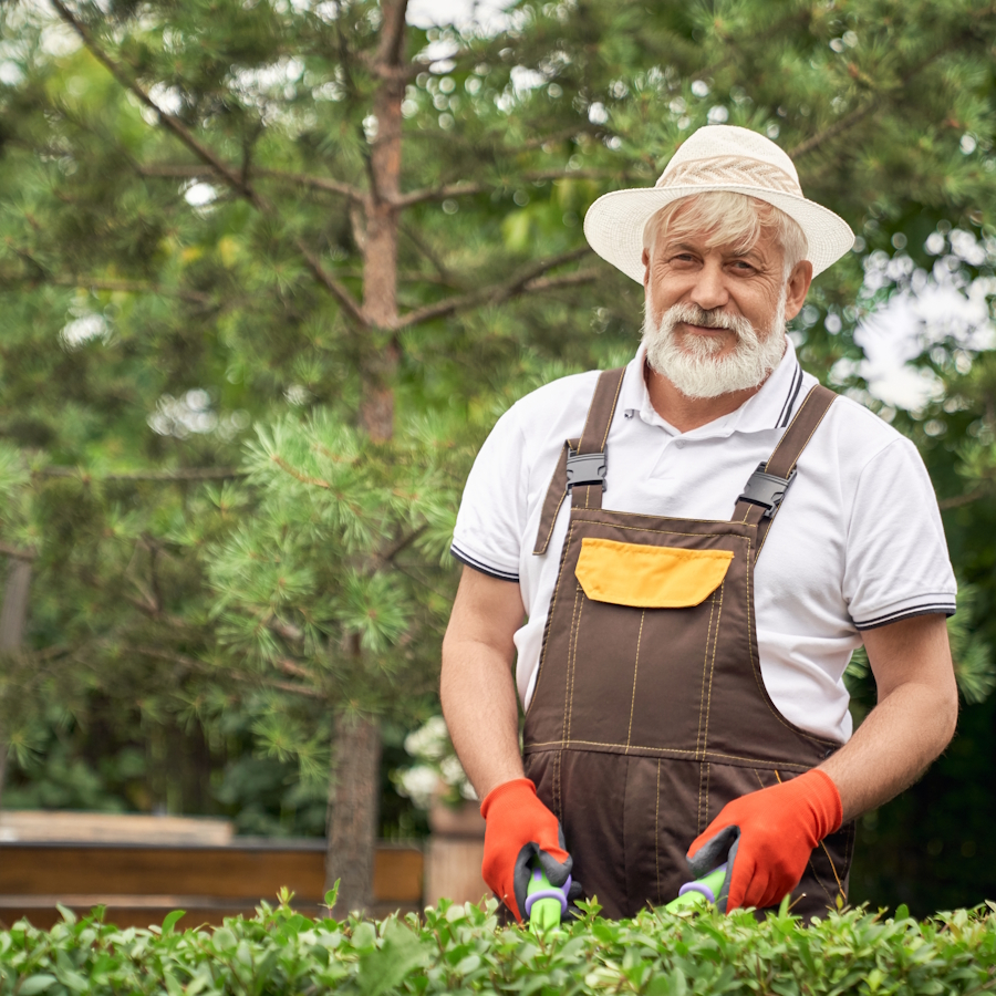 Landscaper trimming garden hedges with pruning shears
