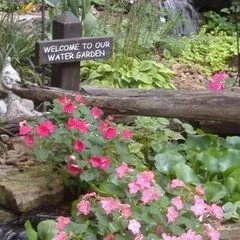 Carter'S Nursery, Pond & Patio
