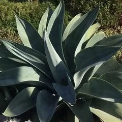 Earthtones Landscape Design
