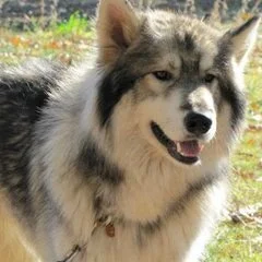Wolf Pride
