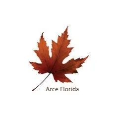 Arce Florida Llc