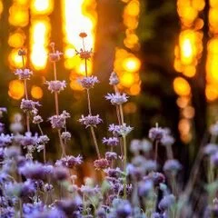 April Owens Design, Llc - California Landscapes