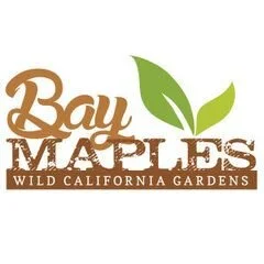 Bay Maples Wild California Gardens