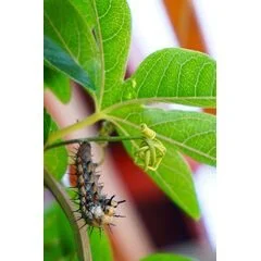 Root Volume Cooperative