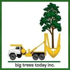 Big Trees Today