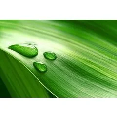 Johns Palms Landscaping