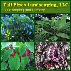 Tall Pines Landscaping, Llc