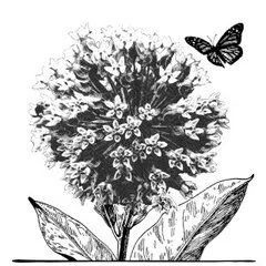 Lauren̥S Garden Service
