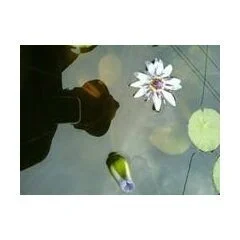 Natural Flooring