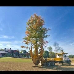 Tree Movers Inc